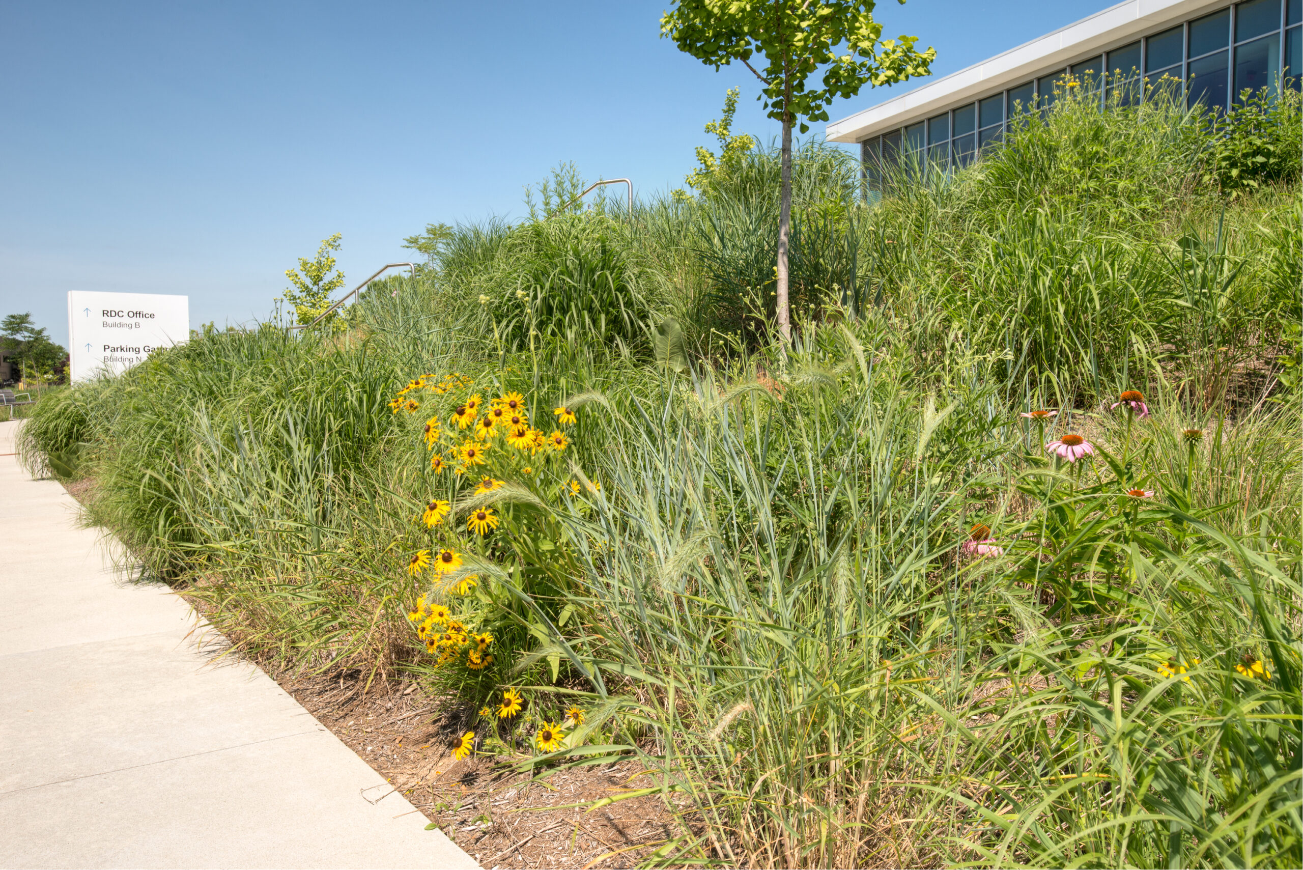 Native vegetation